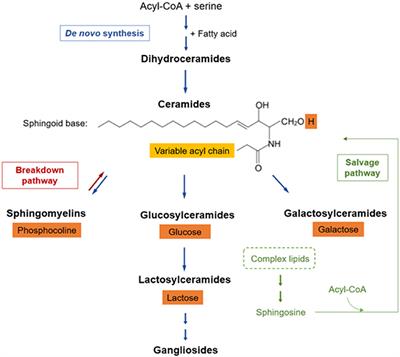 Sphingolipid Profiling: A Promising Tool for Stratifying the Metabolic Syndrome-Associated Risk